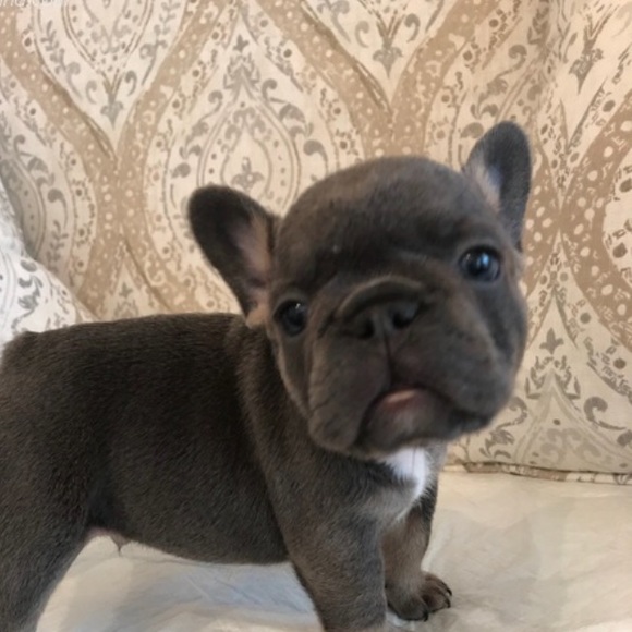 Meet your Posher, Dylan - Picture 1 of 1